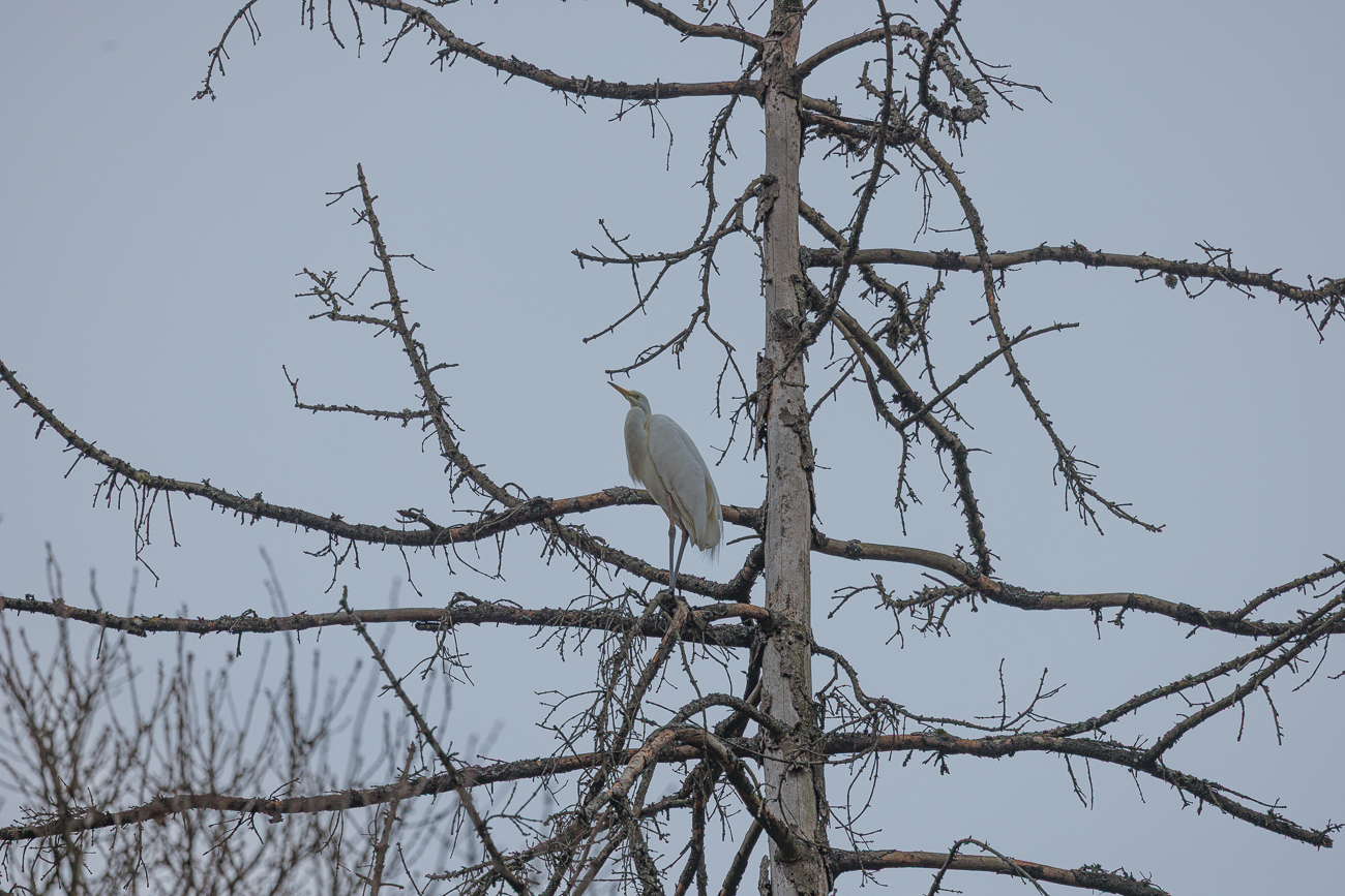 Silberreiher hoch oben auf einem Baum