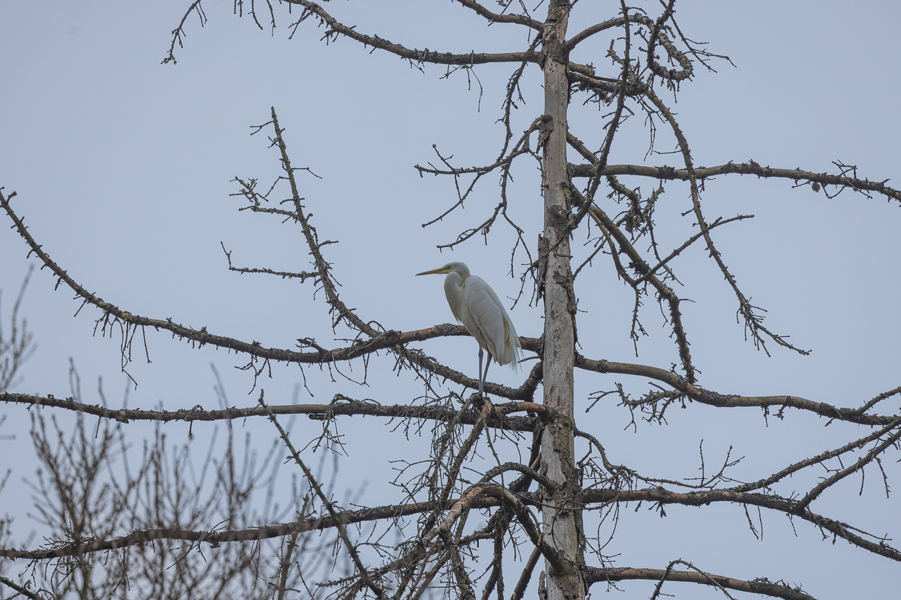 Silberreiher hoch oben auf einem Baum