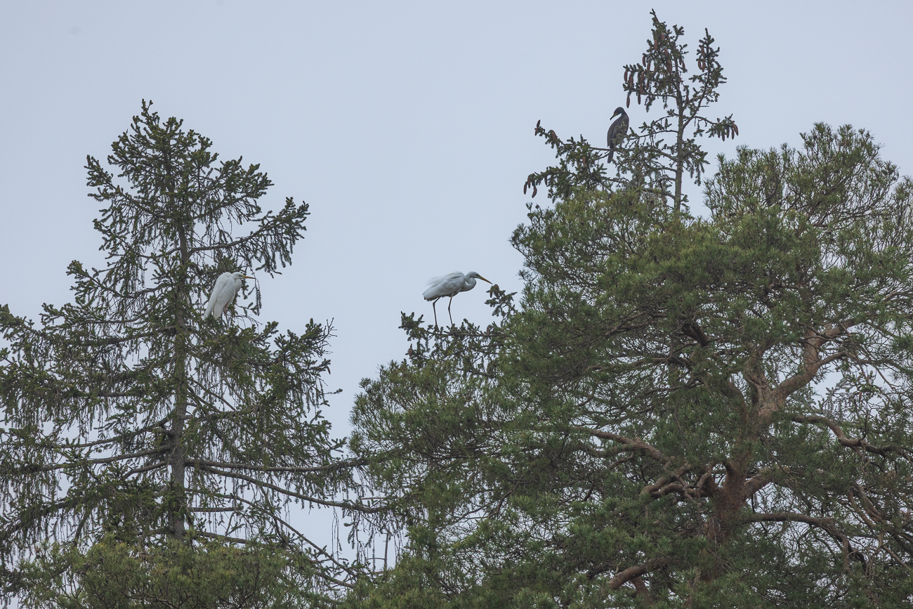 Zwei Silberreiher und ein Kormoran hoch oben auf einem Baum