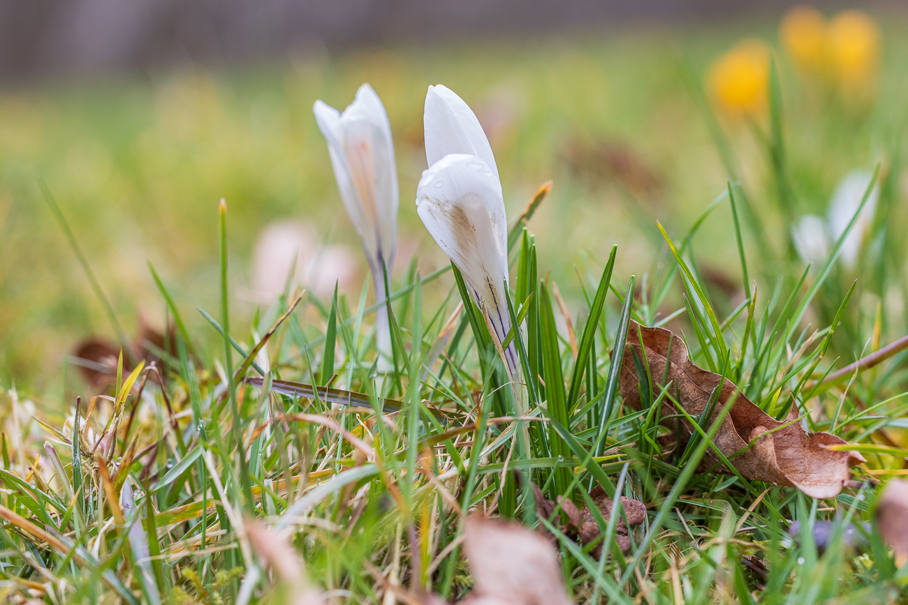 Frühlings-Krokus [Crocus vernus]