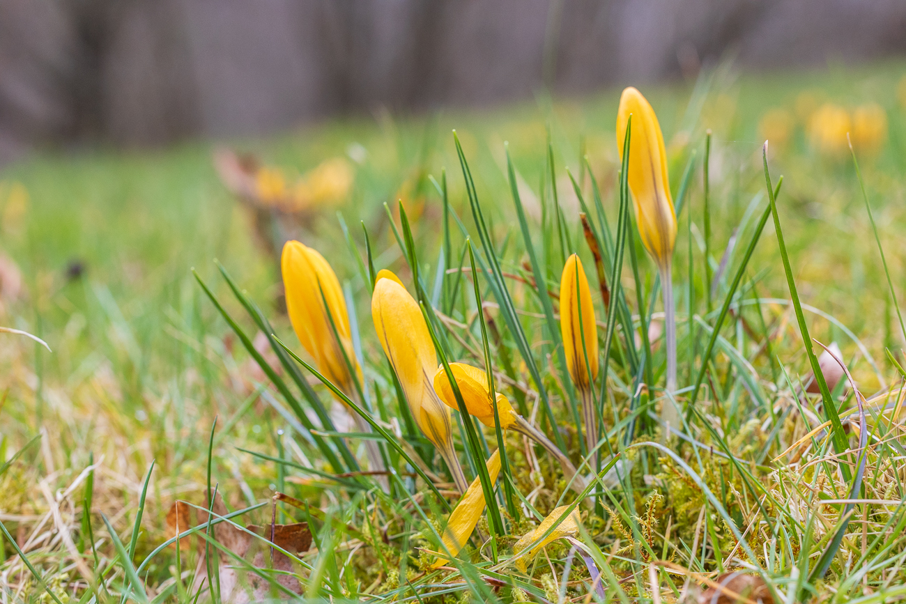 Kleiner Krokus [Crocus chrysanthus]