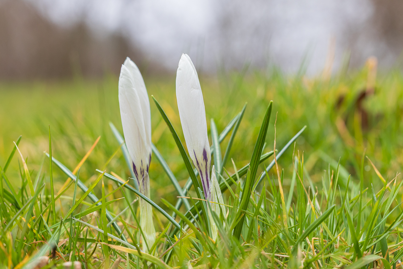 Frühlings-Krokus [Crocus vernus]