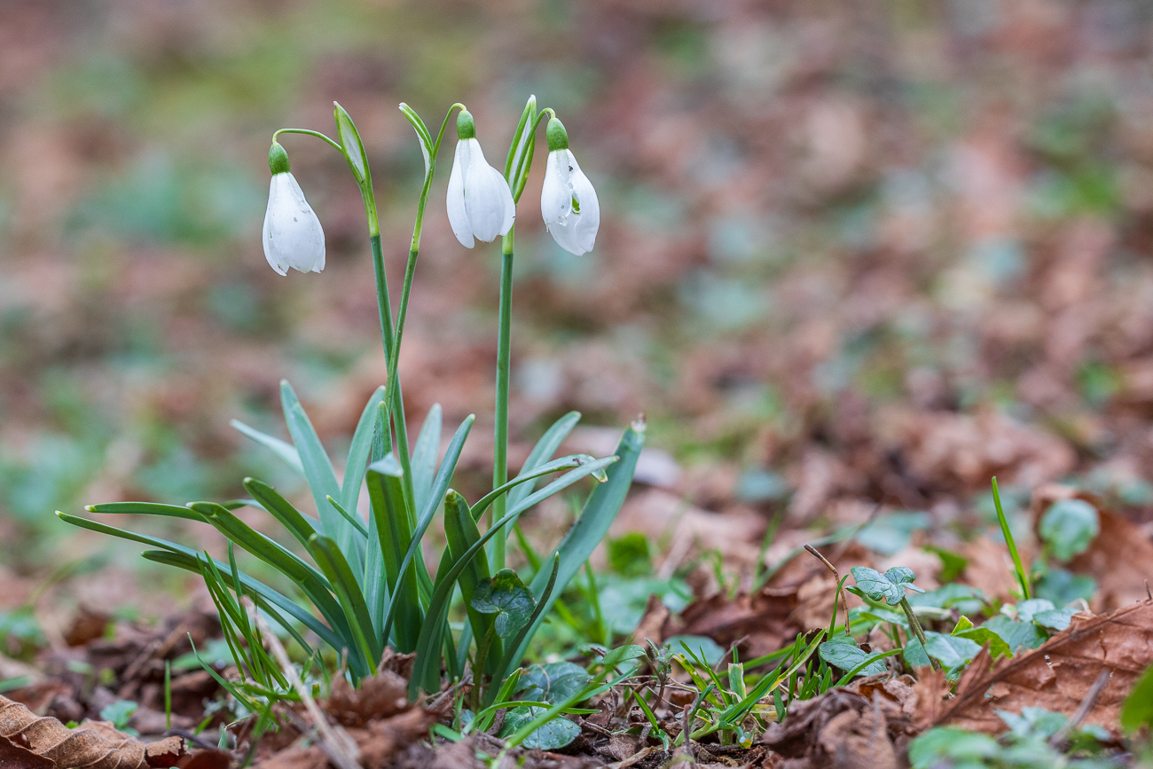 Kleines Schneeglöckchen [Galanthus nivalis]