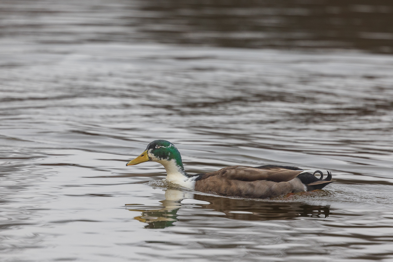 Laufente - auch wenn sie gerade schwimmt ;-)