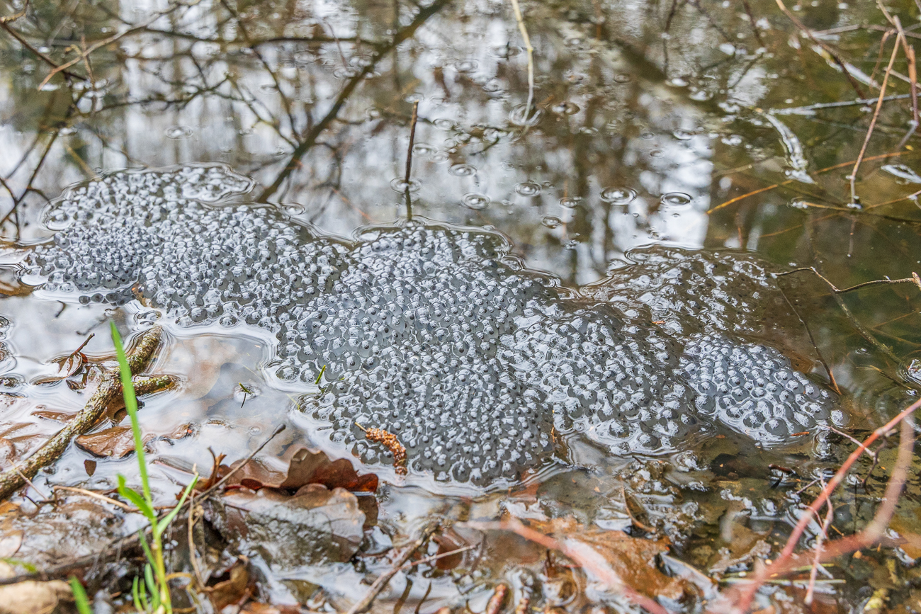 Froschlaich in einer größeren Pfütze