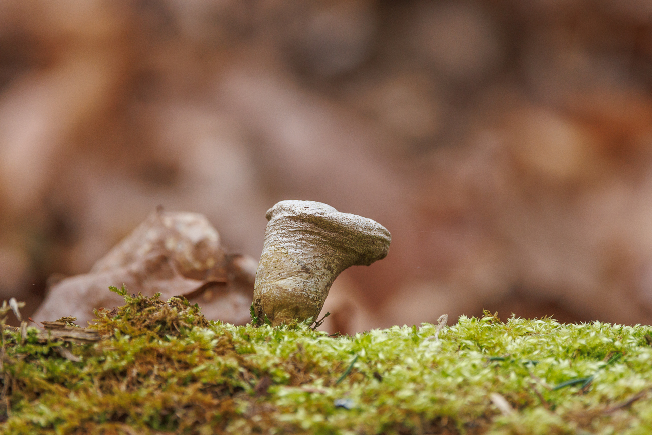 Pilz auf einem umgestürzten Baumstamm