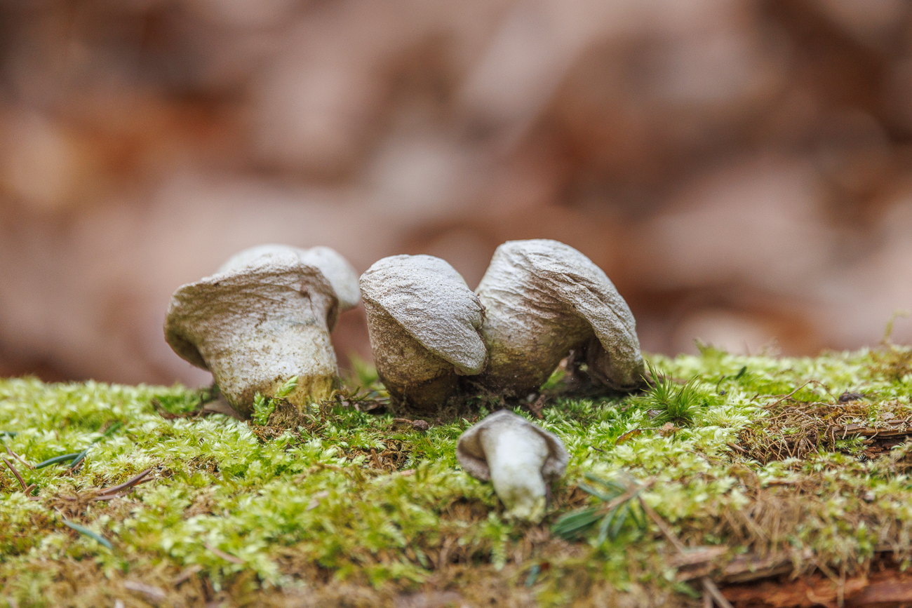 Pilze auf einem umgestürzten Baumstamm