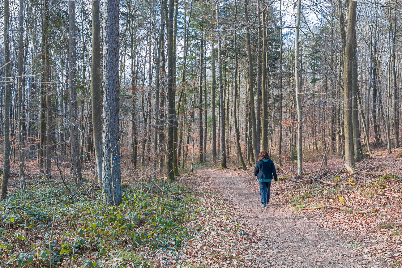 Ein breiter Waldweg ...