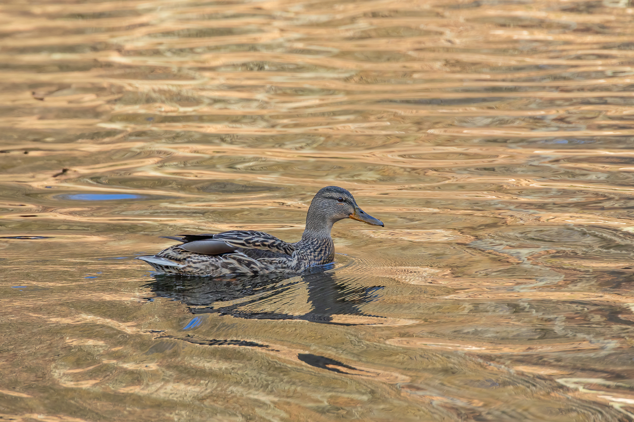 Stockente [Anas platyrhynchos], weiblich