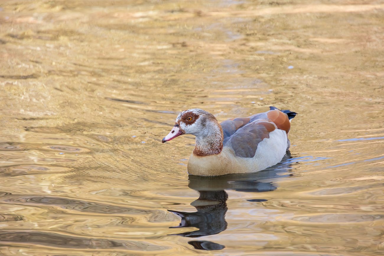 Nilgans [Alopochen aegyptiaca]