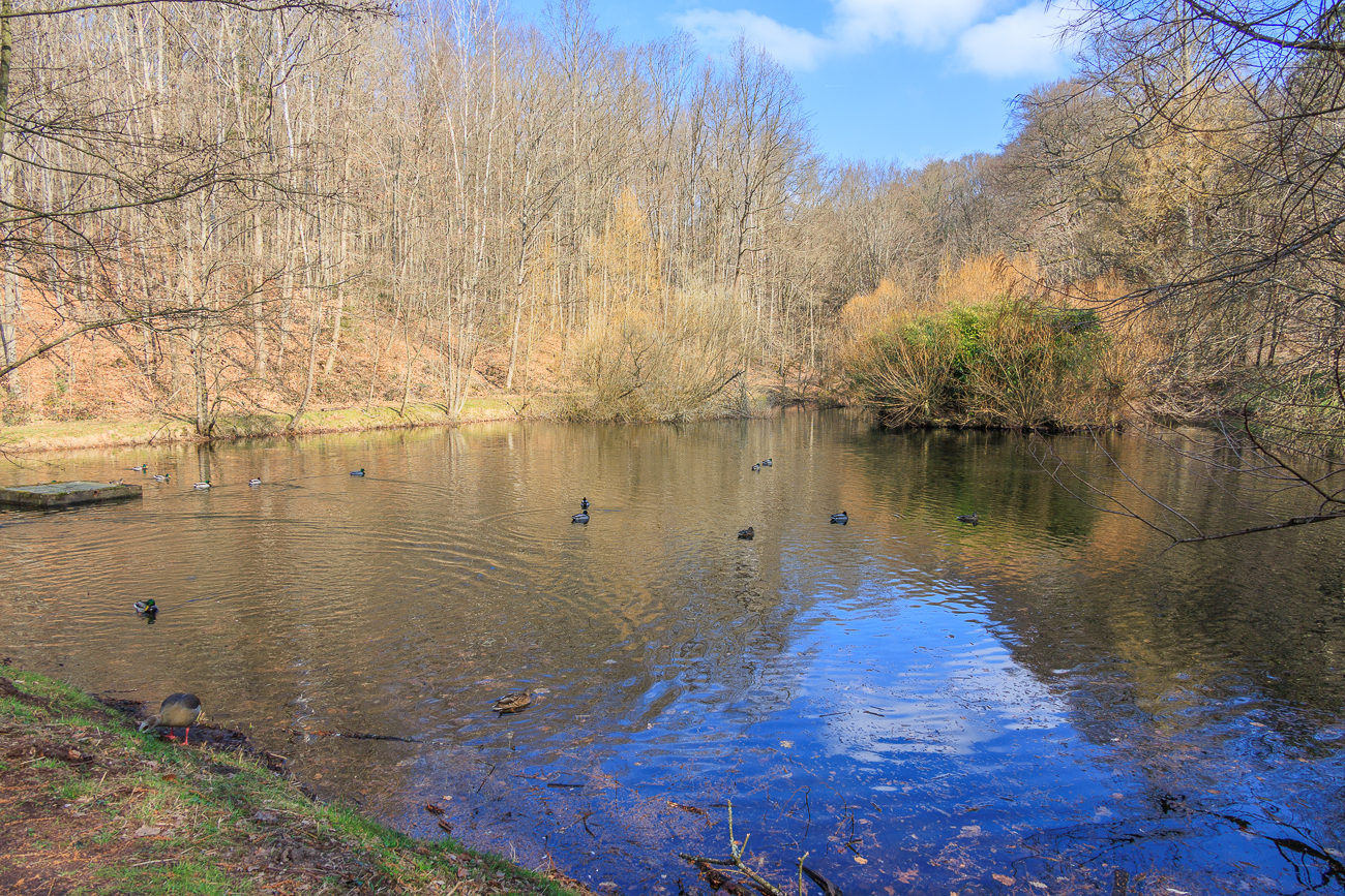 ... erreichen wir den Schafweiher