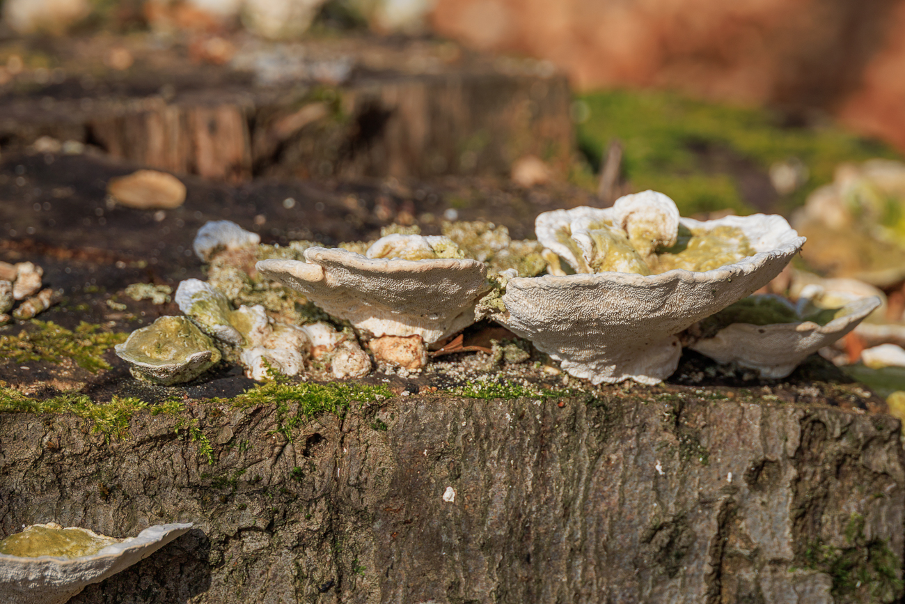 Pilze auf einem Baumstumpf