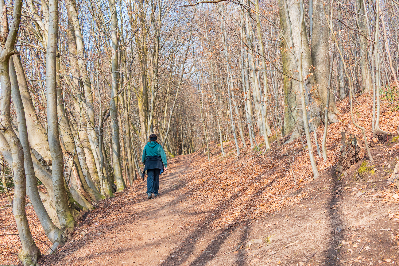 Die Sonne scheint durch das laublose Geäst