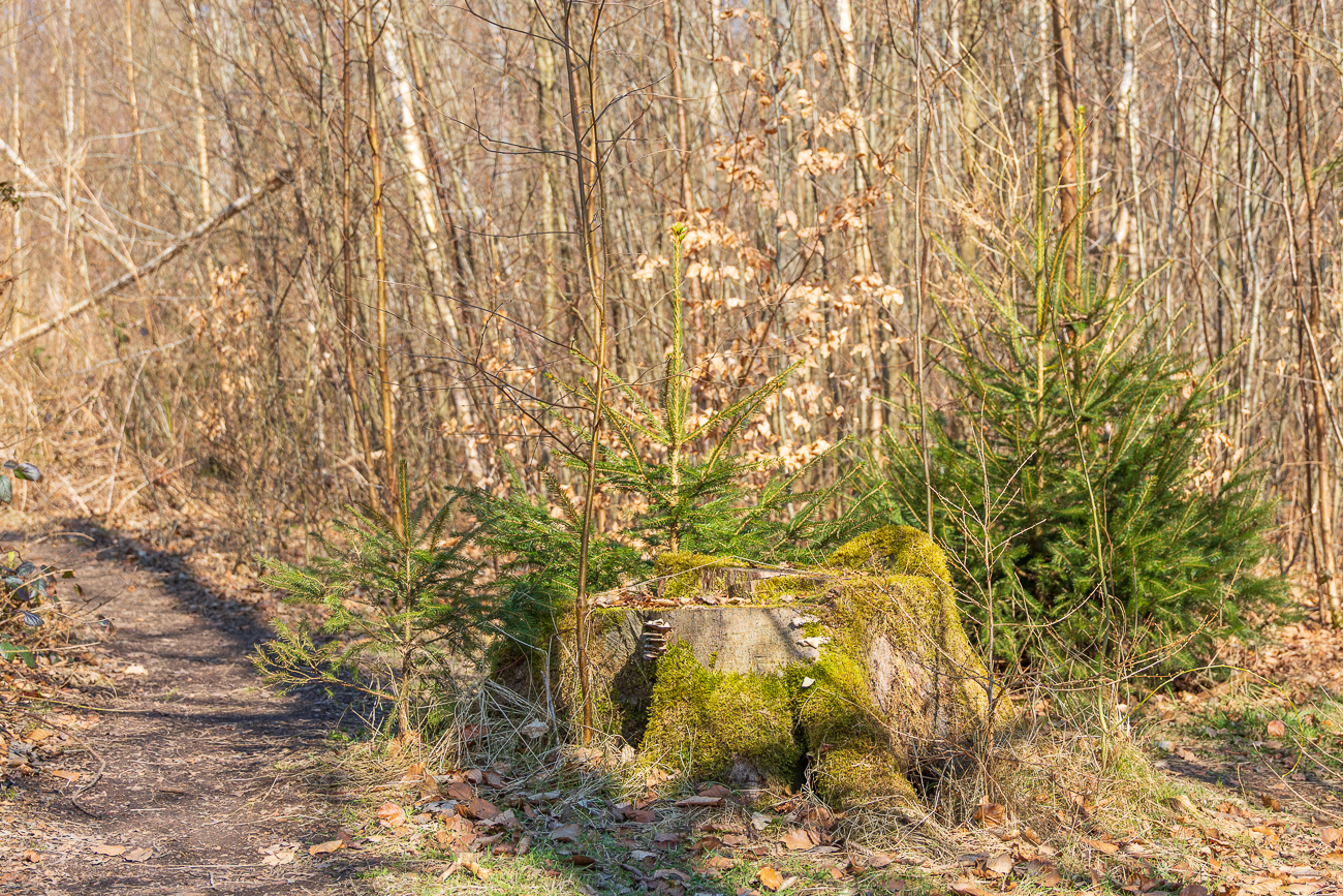 Baumstumpf am Wegesrand