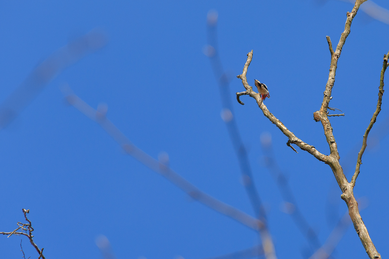 Ein Specht startet von einem Baum ...