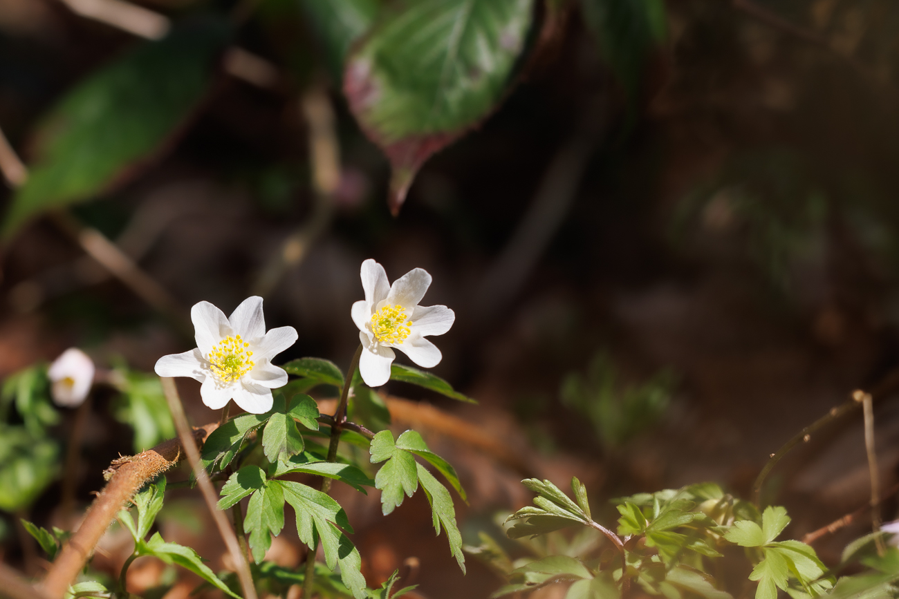 Buschwindröschen [Anemonoides nemorosa]
