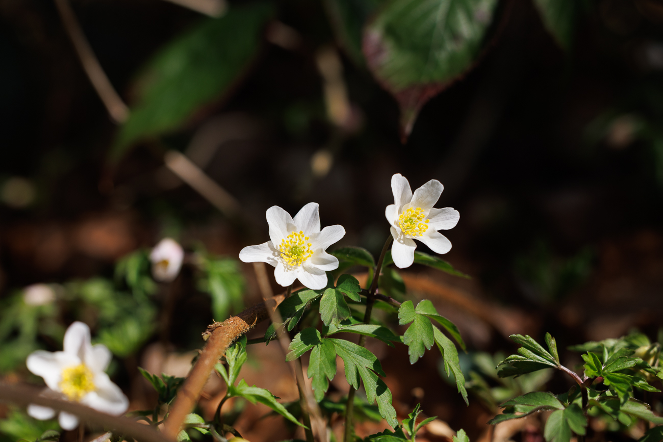 Buschwindröschen [Anemonoides nemorosa]