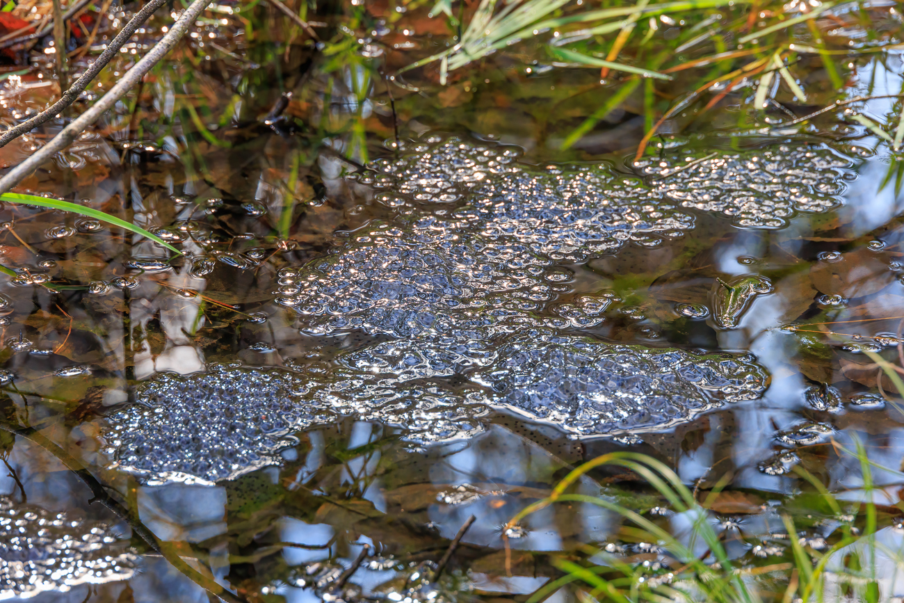 Froschlaich in einer großen Pfütze