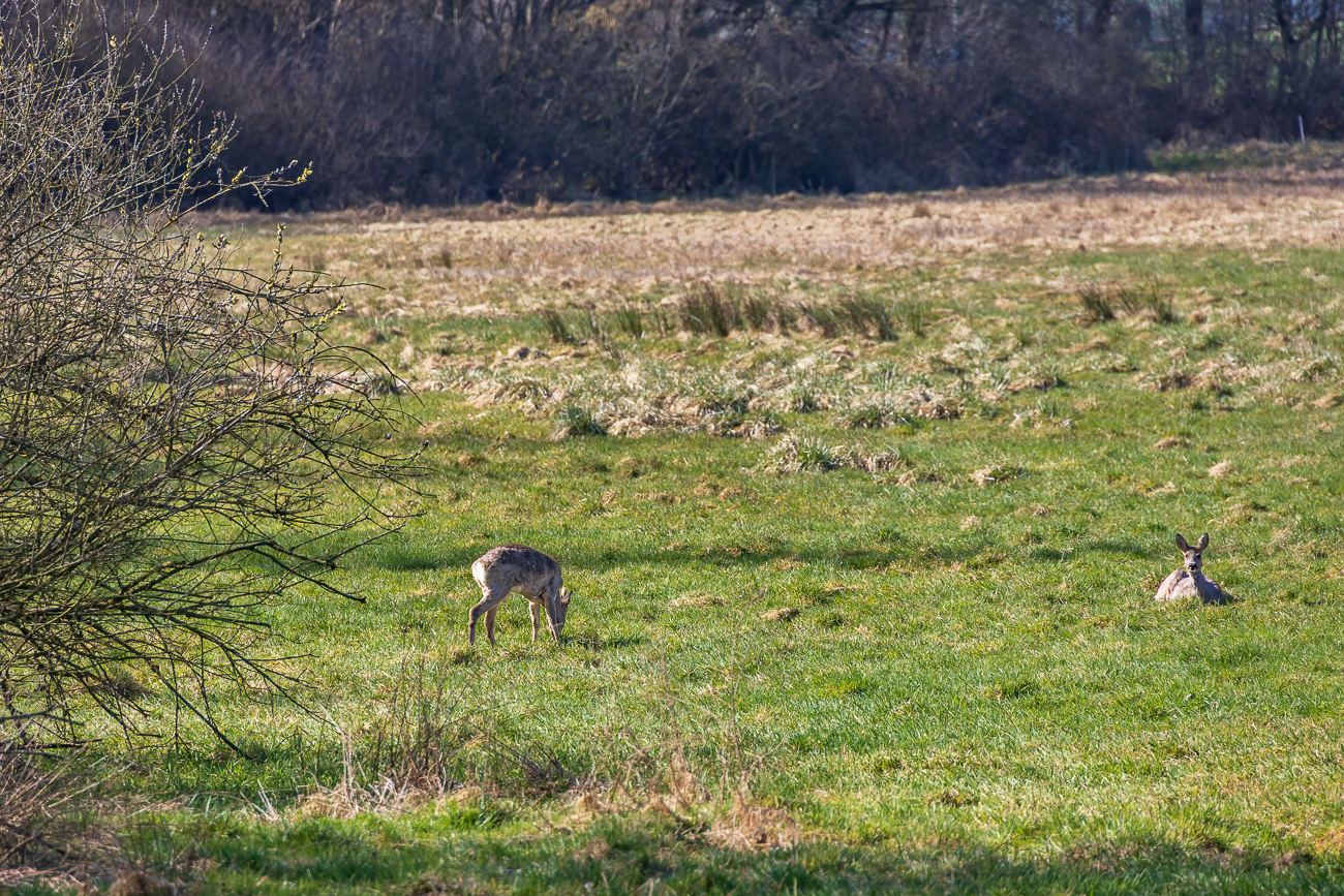 Rehe auf einer Lichtung