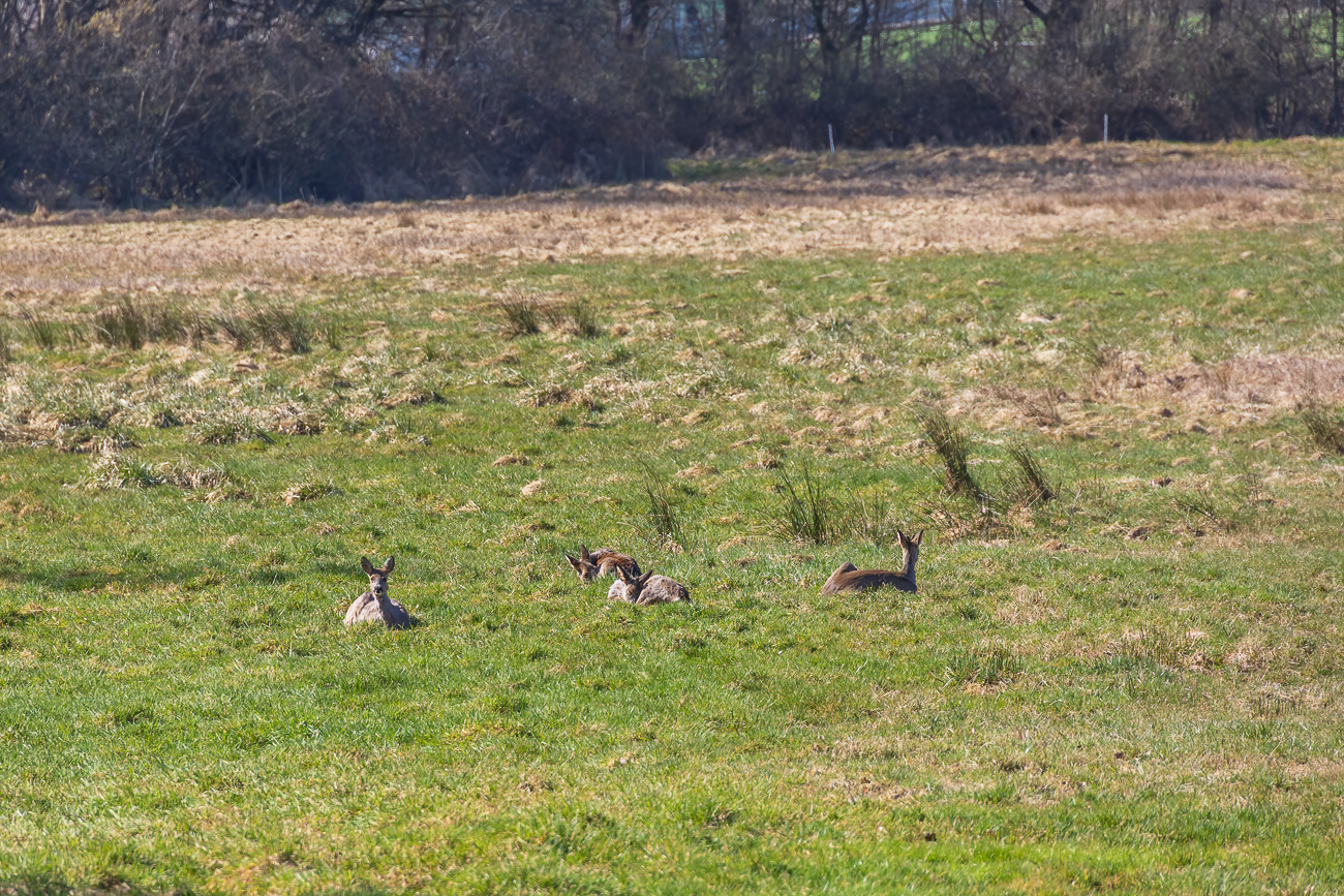 Rehe auf einer Lichtung