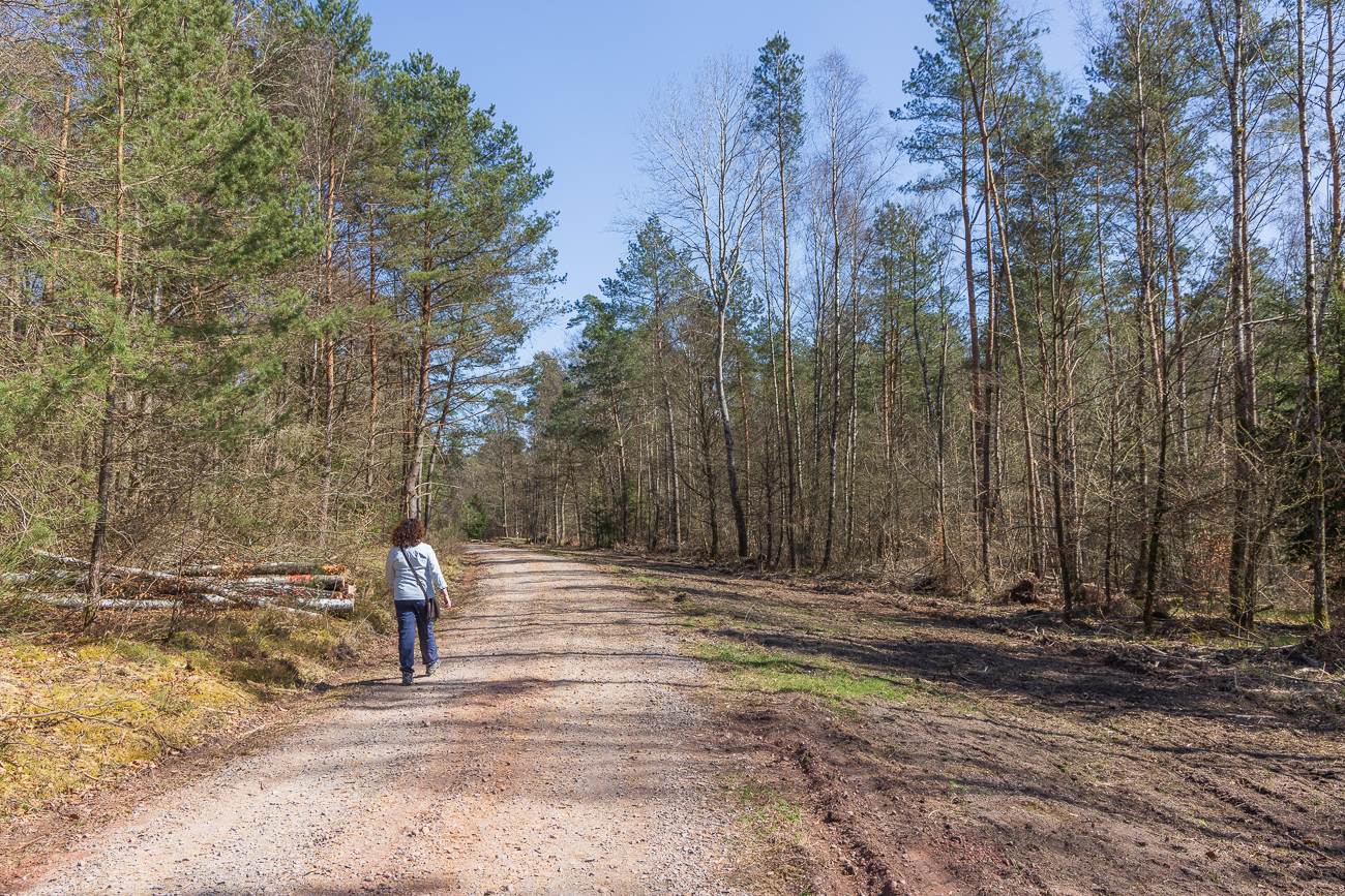 Zunächst laufen wir auf einem breiten Waldweg ...
