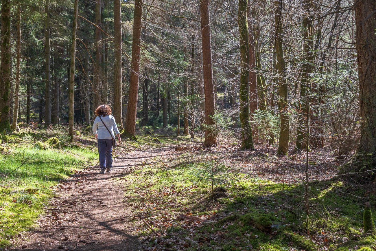 ... aber bald darauf wechseln wir auf einen schönen Pfad