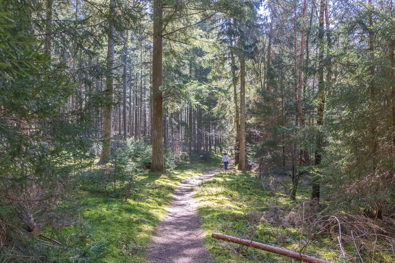 Die Sonne kämpft sich durch das Geäst