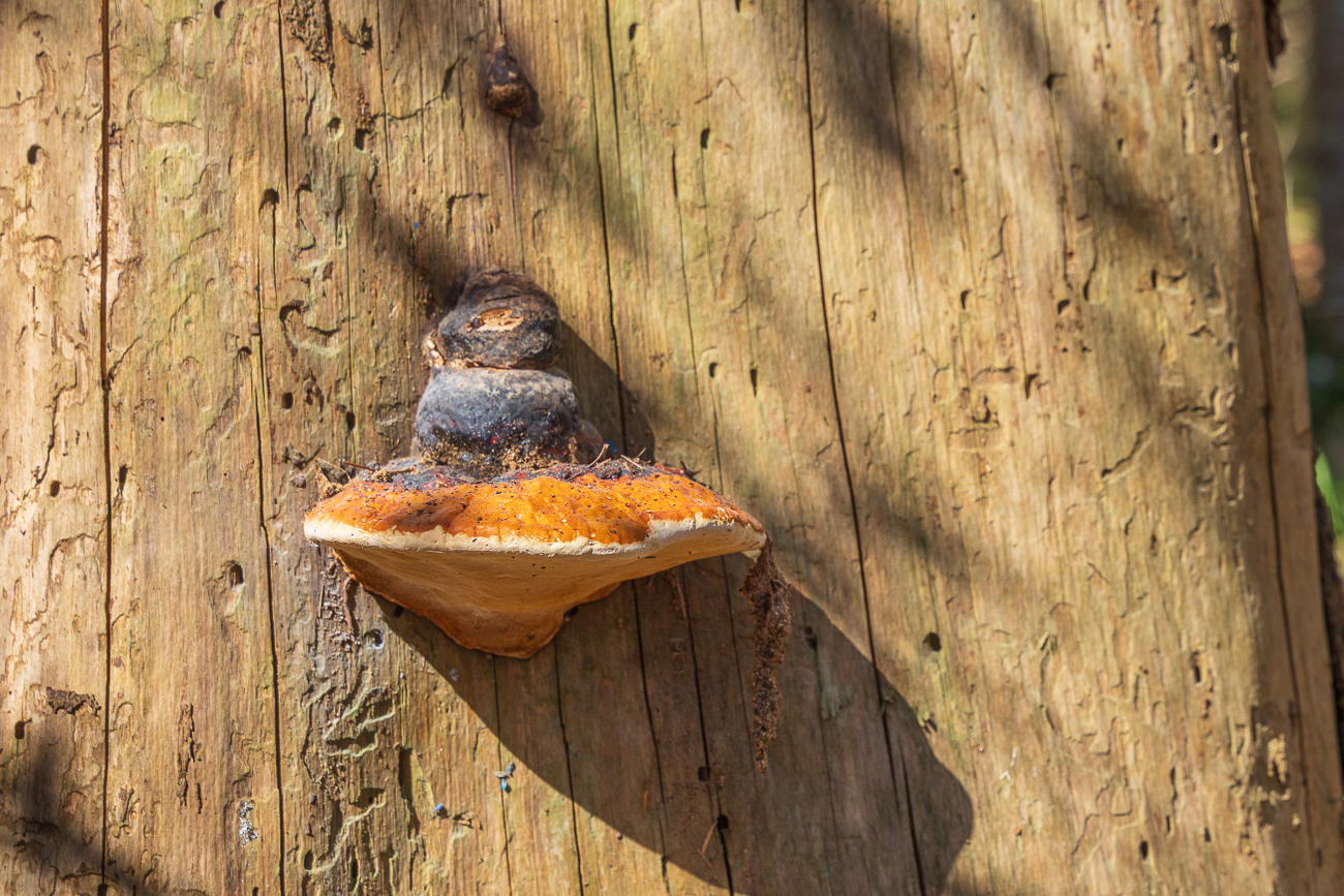 Baumpilz in der Sonne