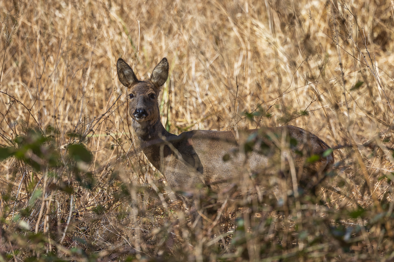 Ein zweites Reh, nicht weit vom ersten Tier entfernt