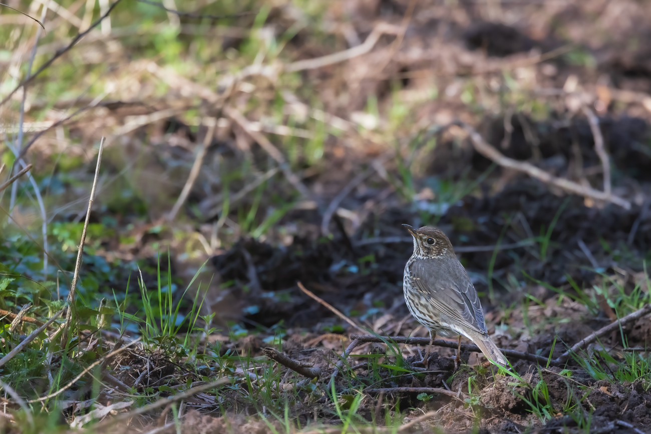 Singdrossel [Turdus philomelos]
