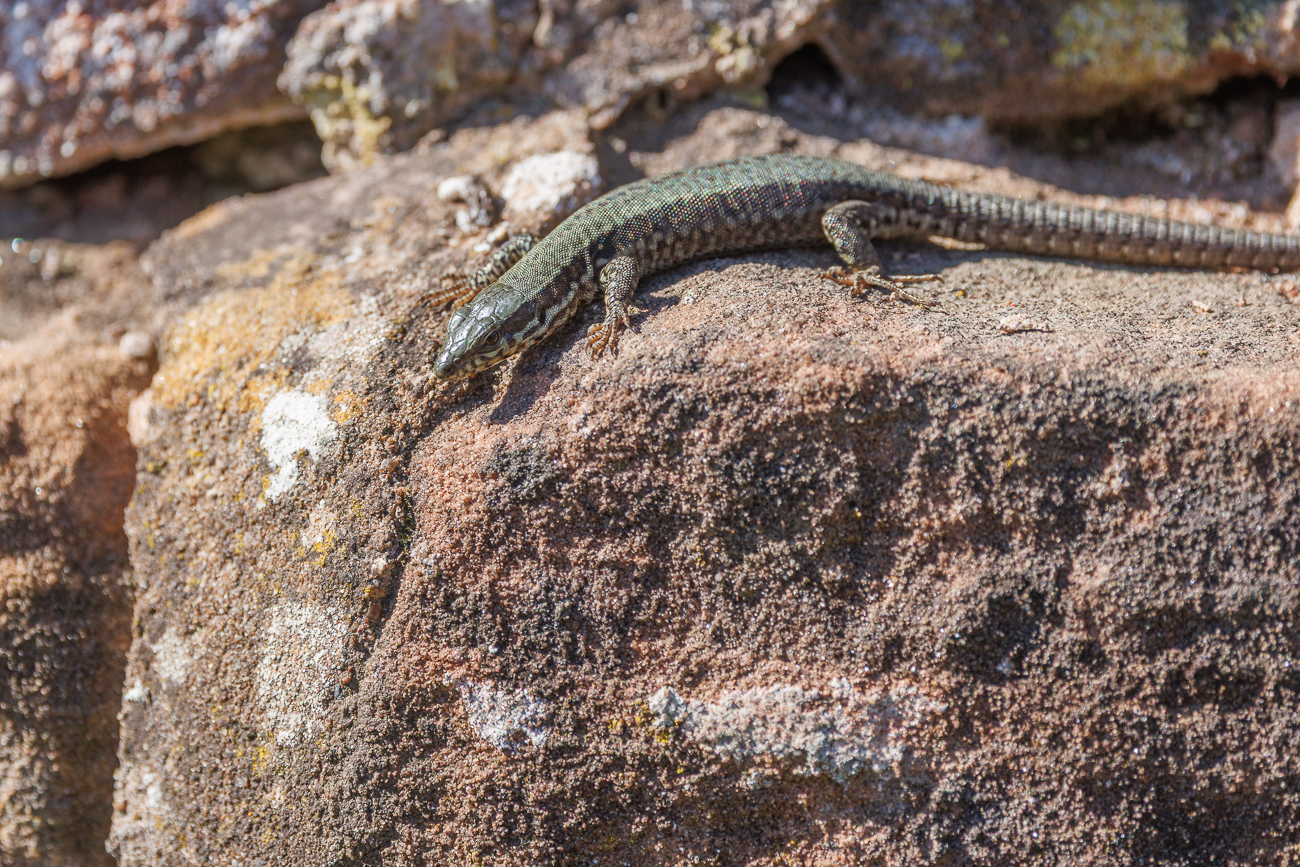 Mauereidechse [Podarcis muralis]