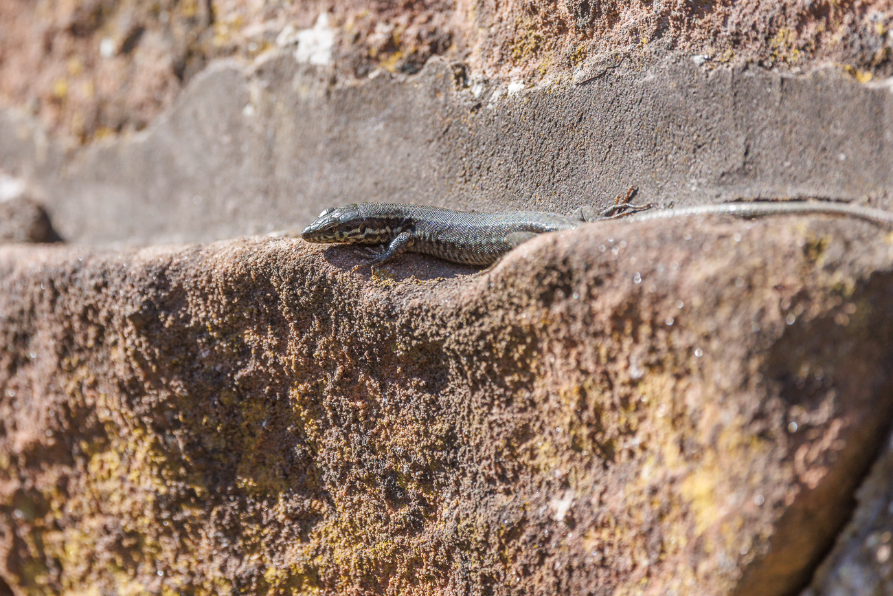 Mauereidechse [Podarcis muralis]