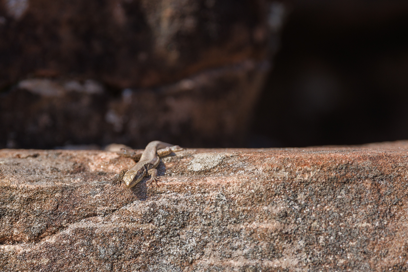 Mauereidechse [Podarcis muralis]