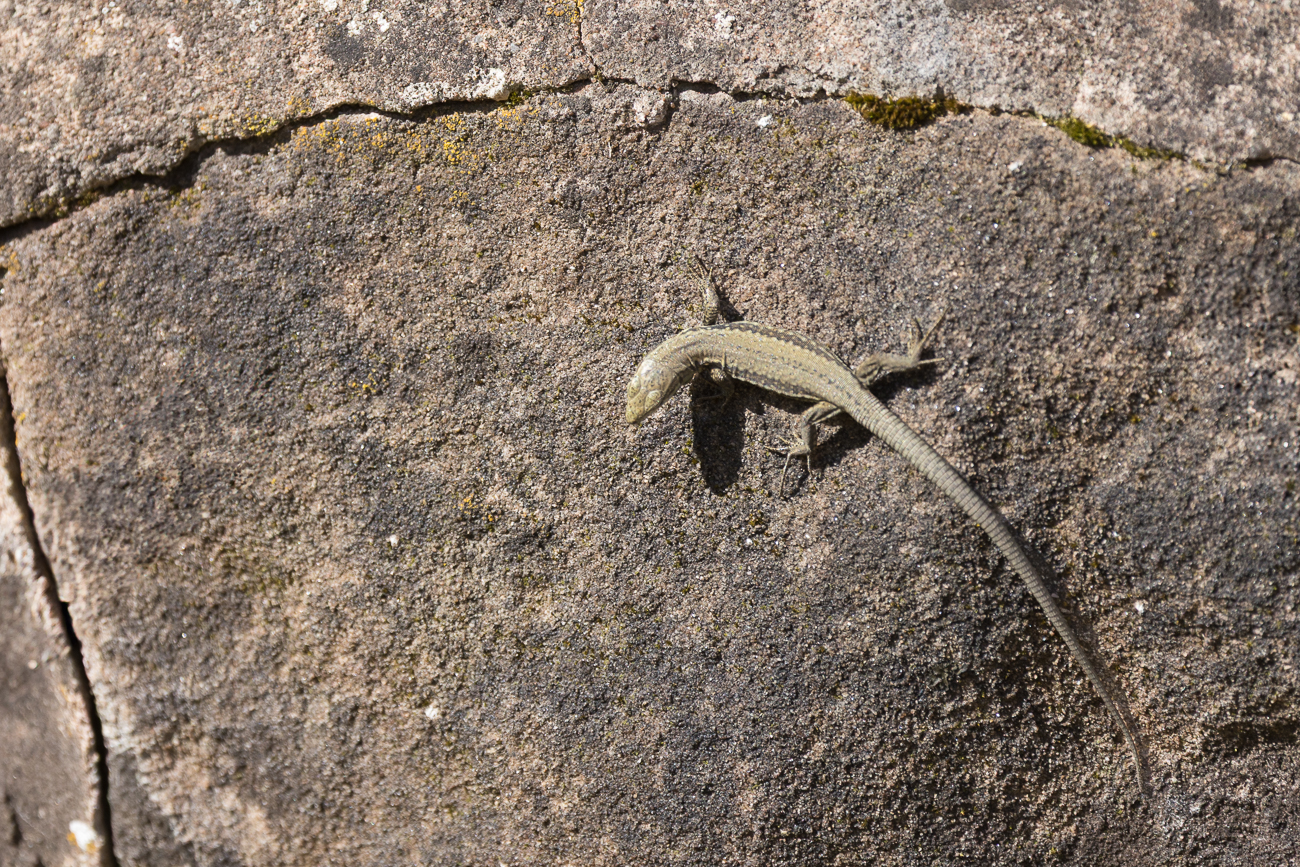Mauereidechse [Podarcis muralis]