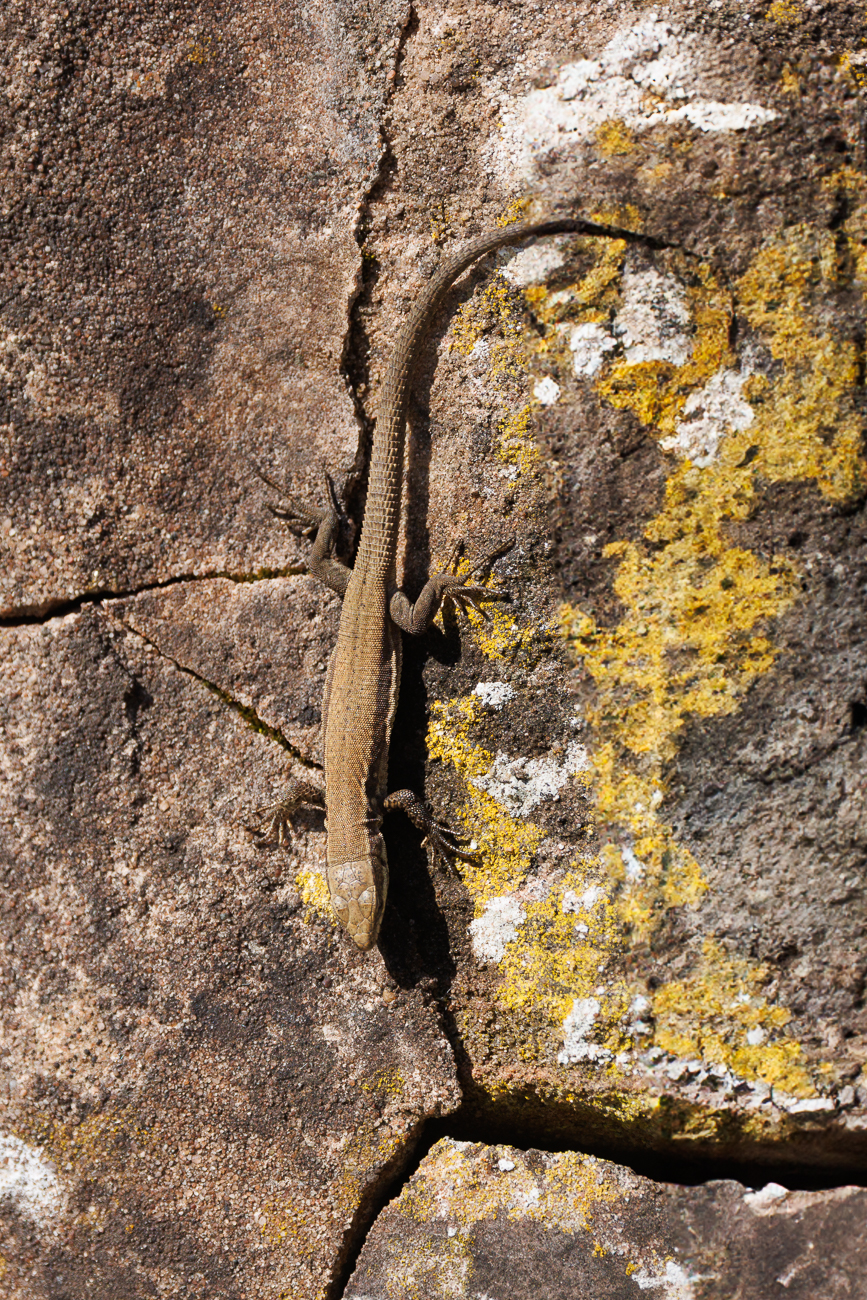 Mauereidechse [Podarcis muralis]
