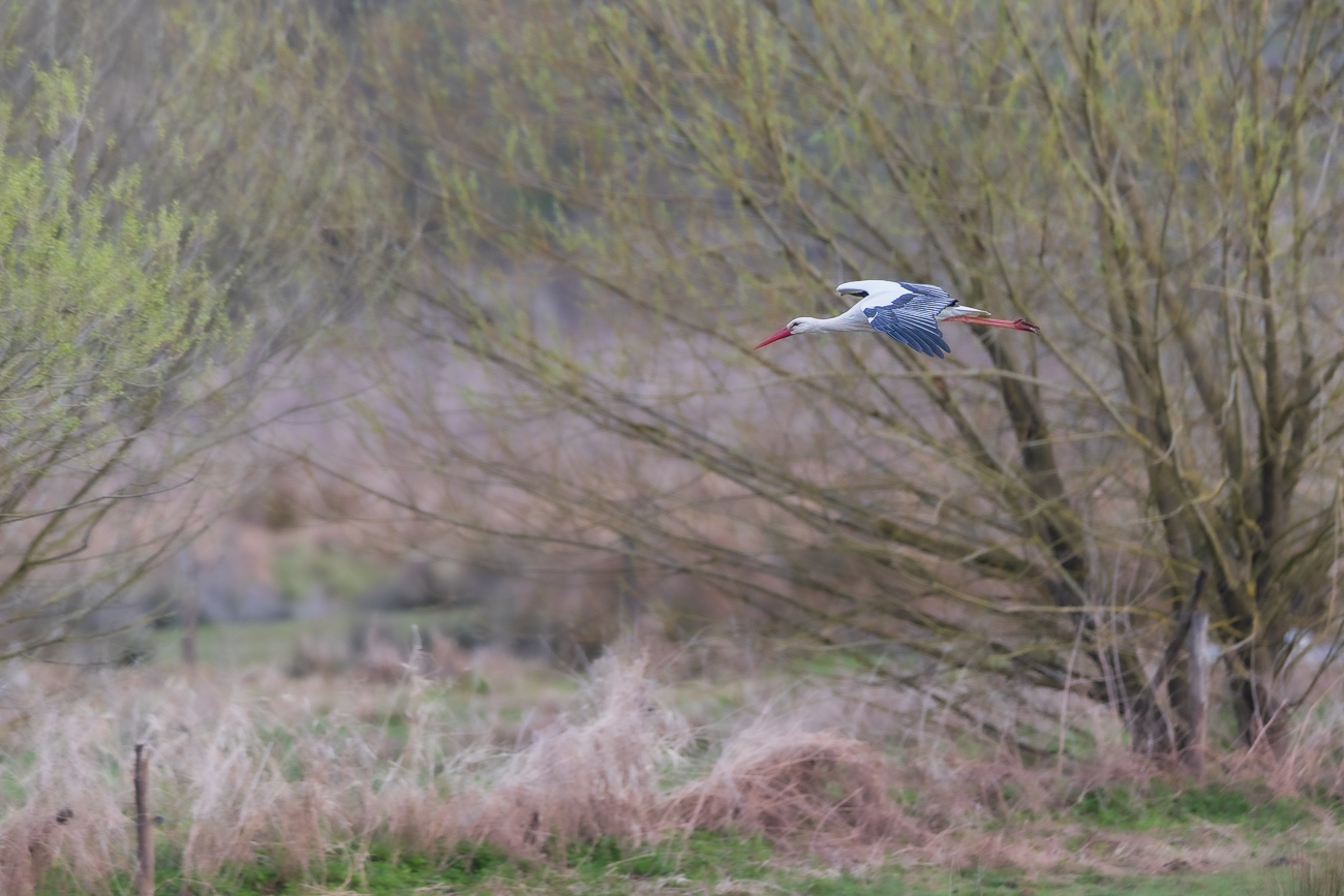 Storch im Vorbeiflug