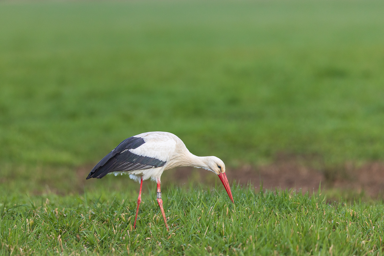 Storch auf Futtersuche