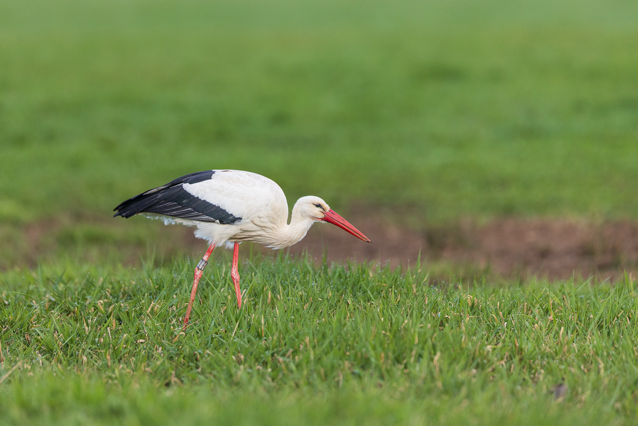 Storch auf Futtersuche