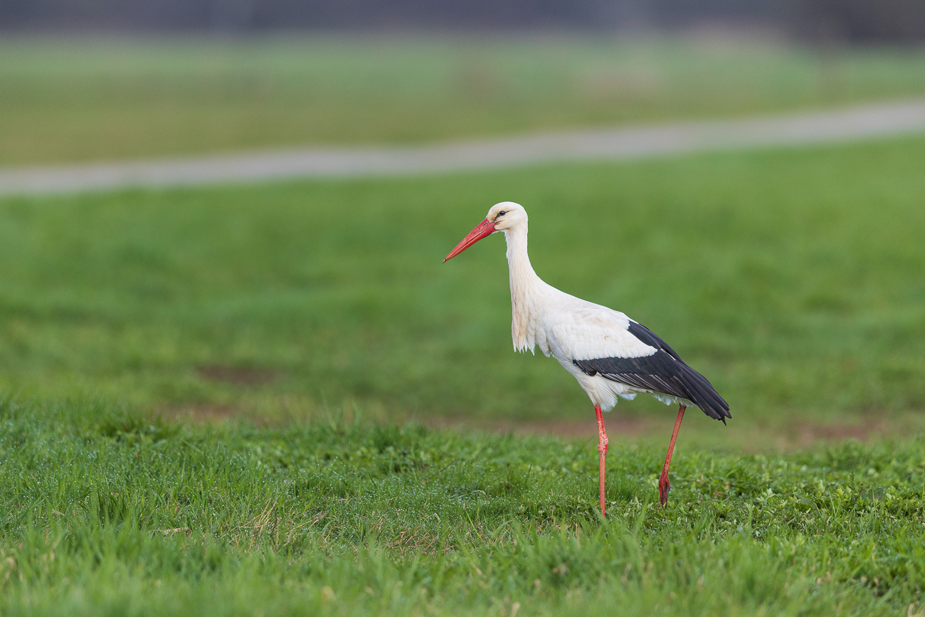 Storch auf Futtersuche