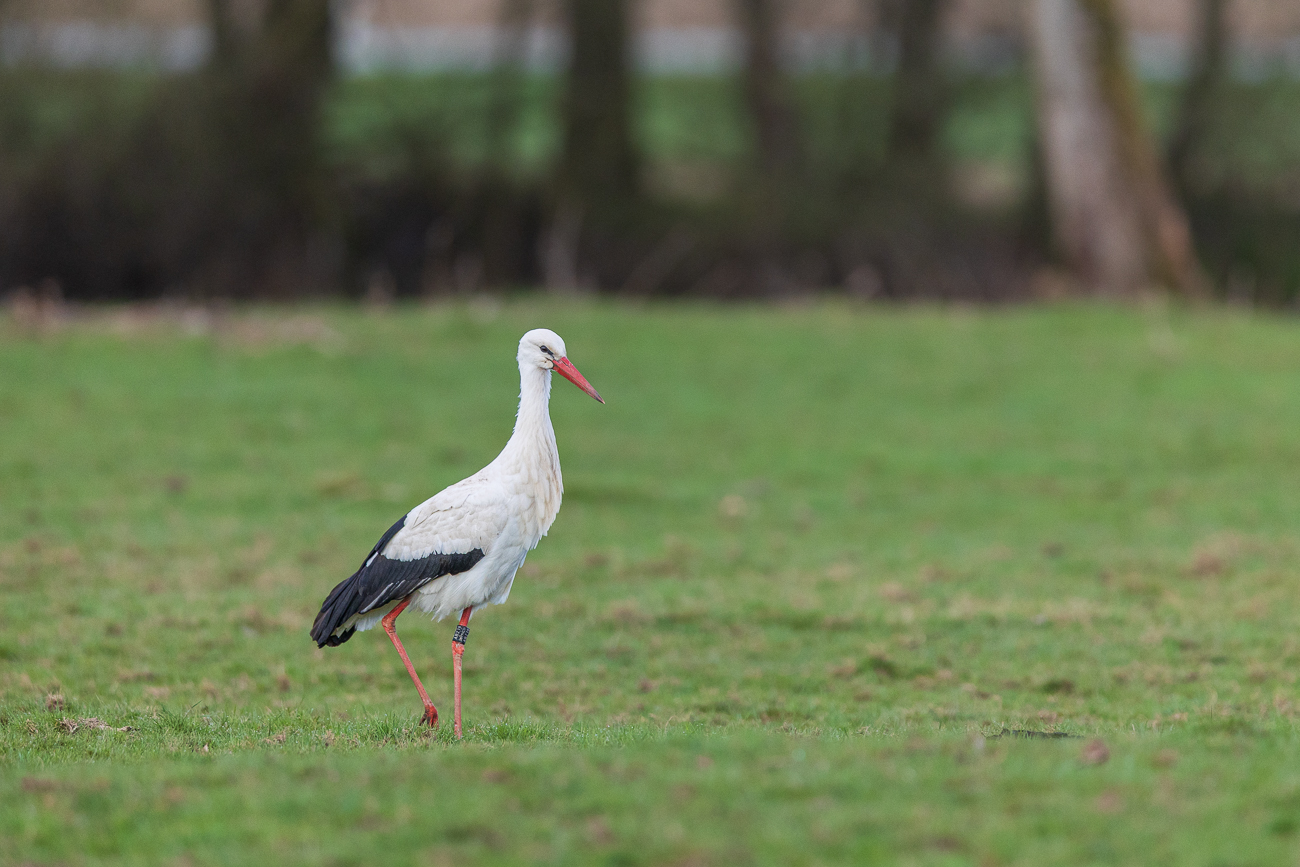 Addis Partnerin sucht auch nach Futter
