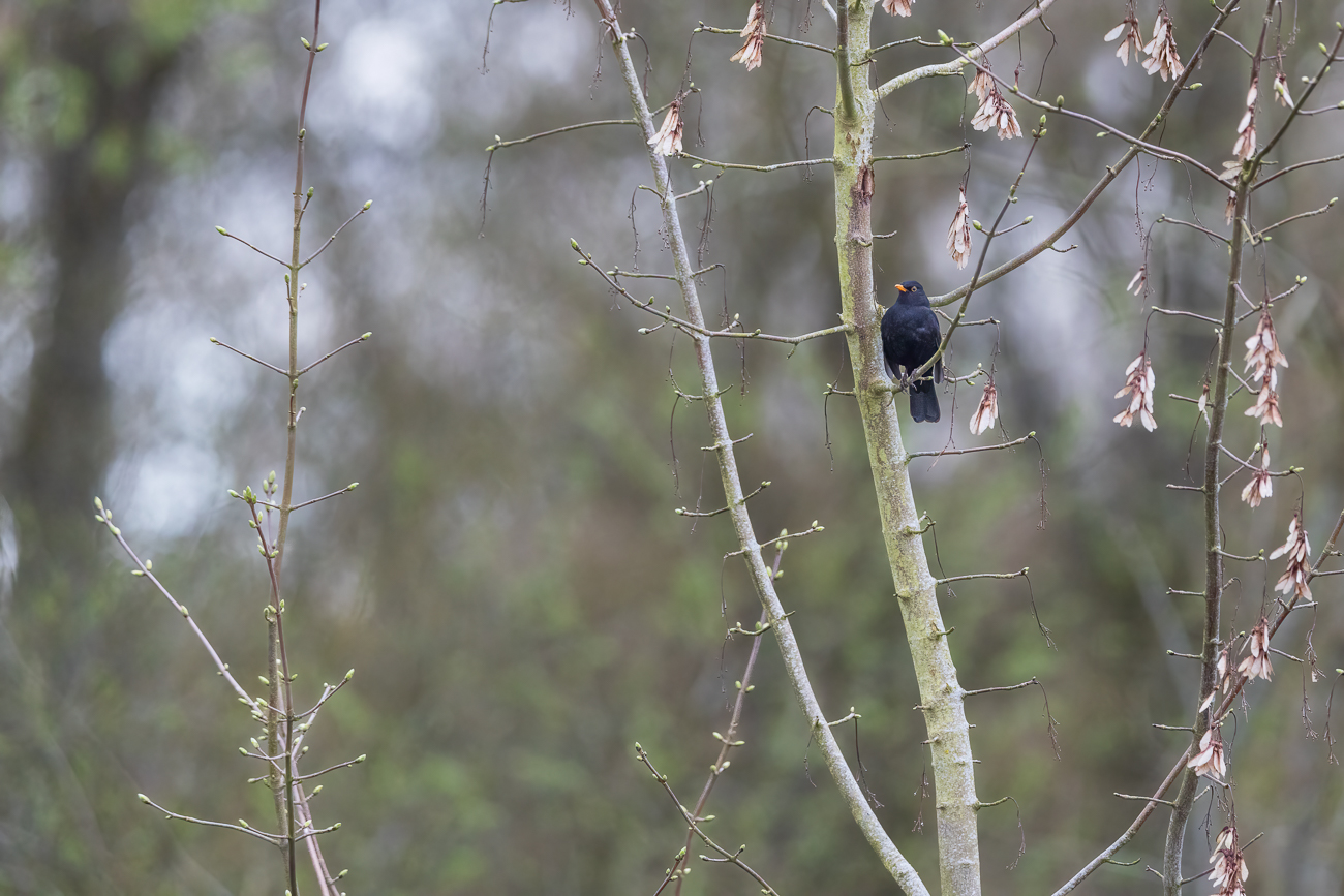 Amsel