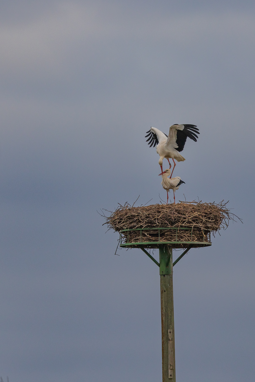 Ein anderes Paar bei der Paarung