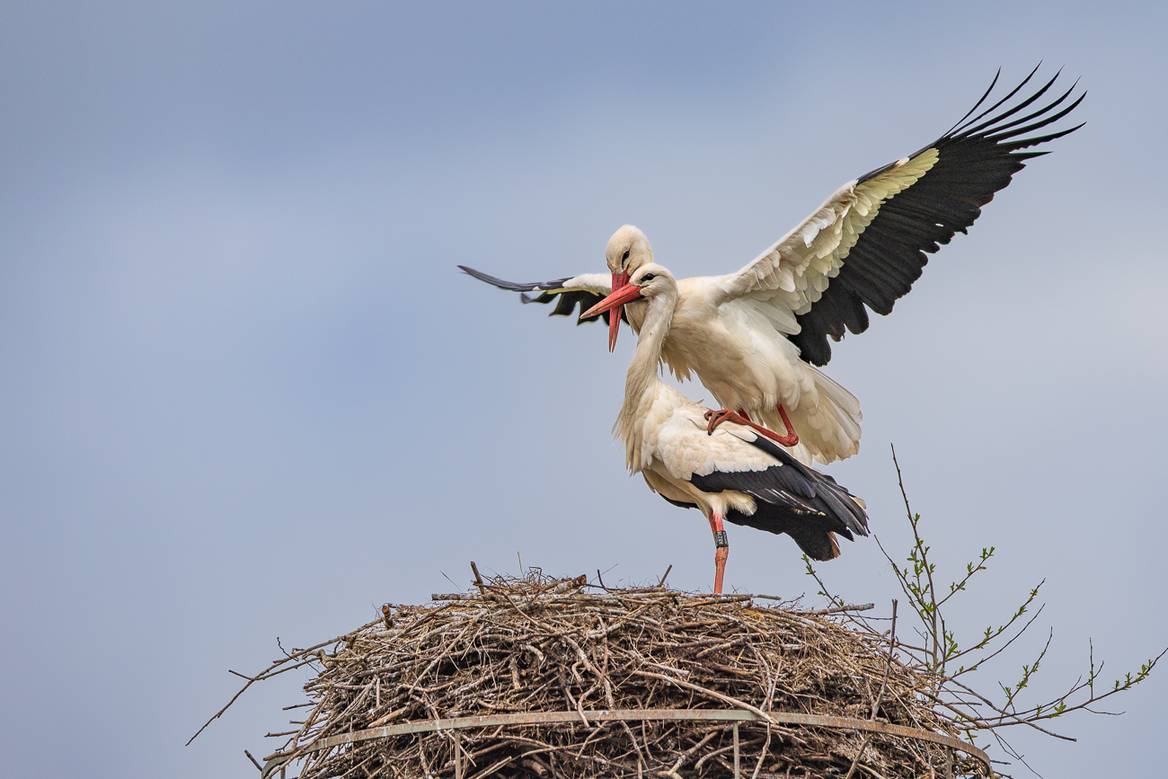 Addi bei der Paarung