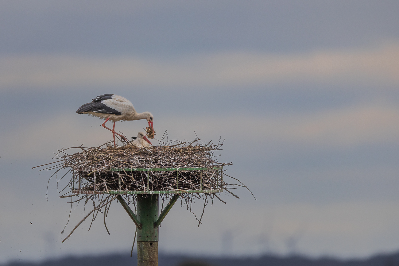 An einem anderen Nest wird gerade frisches Nistmaterial gebracht
