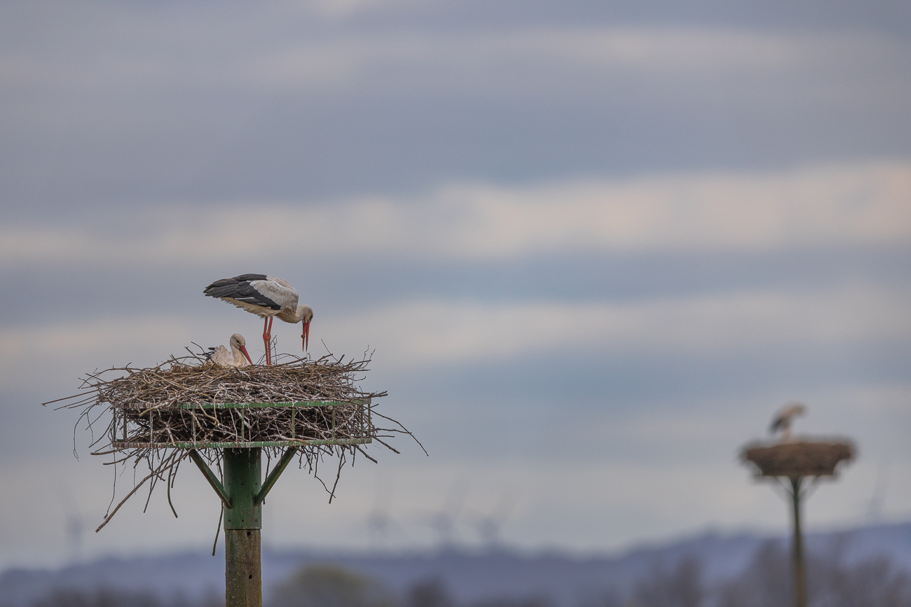Zwei Storchennester hintereinander