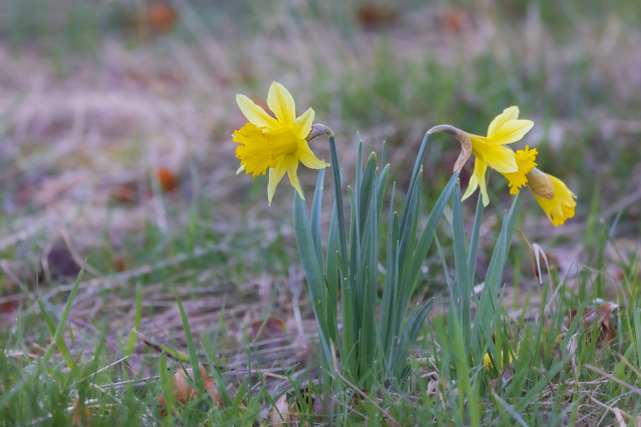 Gelbe Narzisse [Narcissus pseudonarcissus]