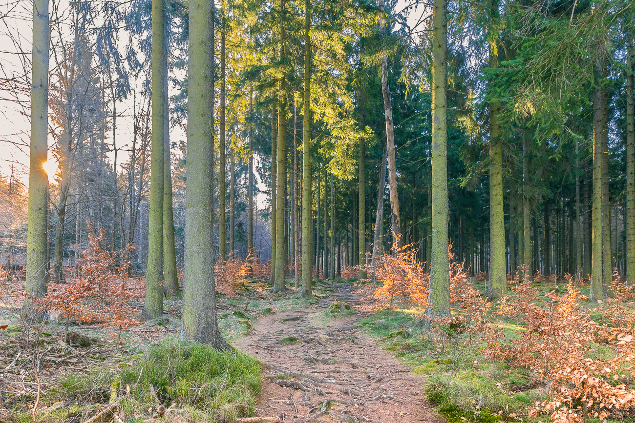 Waldweg im Gegenlicht