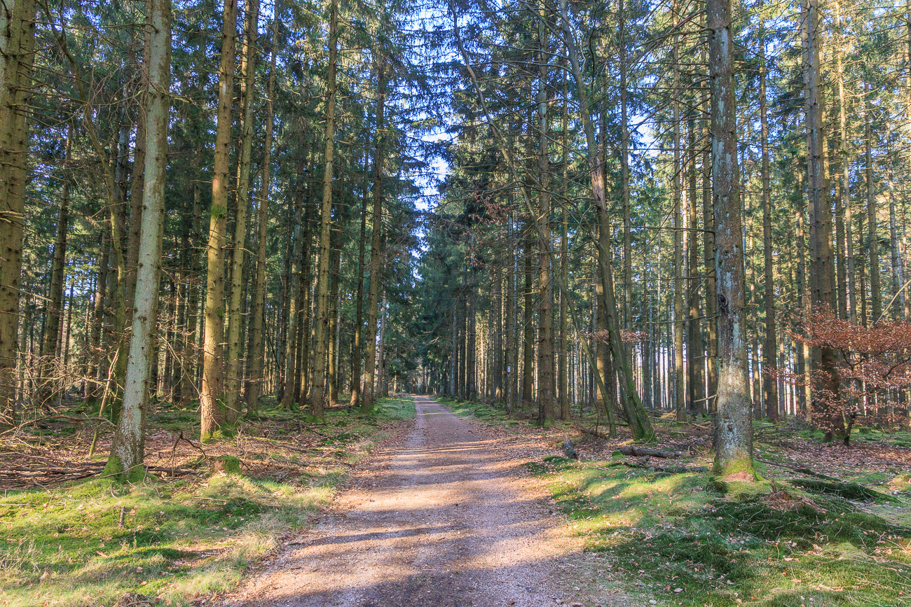 Schöner Weg durch den Wald, überall singen die Vögel