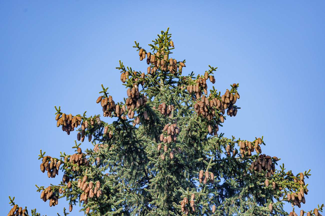 Haufenweise Fichtenzapfen