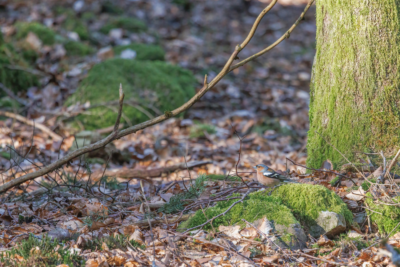 Buchfink [Fringilla coelebs]